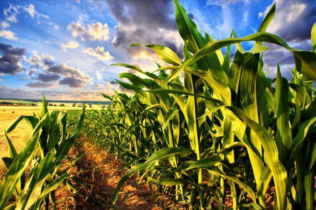 To był trudny rok dla producentów kukurydzy; fot. shutterstock.com Rok 2015 trudny dla producentów kukurydzy i odbiorców pasz