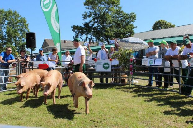 "POLSUS" promuje trzodę chlewną. fot.id (Farmer.pl)