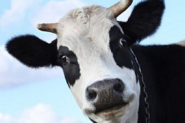 Fot. Fotolia Litwa: rośnie eksport mięsa halal
