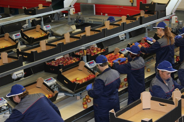 Praca w grupie producenckiej; fot. sadyogrody.pl Nad grupami producentów owoców zebrały się czarne chmury