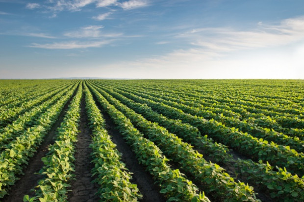 fot. shutterstock Rosja: 14,5 proc. gruntów rolnych jest wykorzystanych niezgodnie z przeznaczeniem