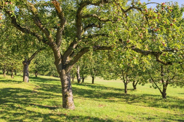 fot. shutterstock Grupa Orbis inwestuje w program zakładania tradycyjnych sadów