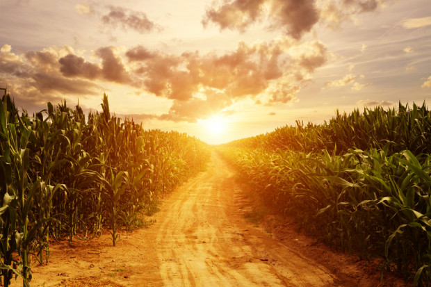 Ponad 90 proc. argentyńskiej kukurydzy stanowią odmiany GMO. fot. shutterstock Korzystne perspektywy dla argentyńskiej kukurydzy