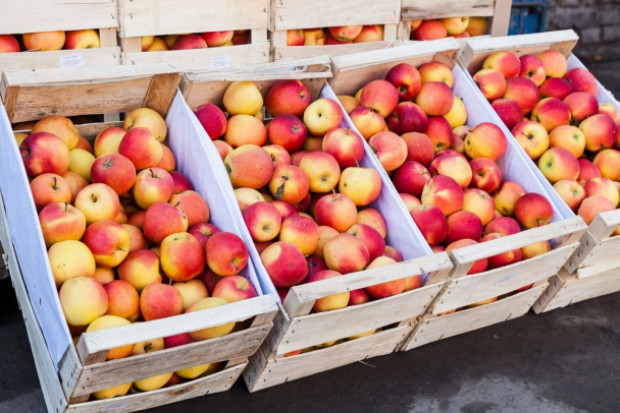 Ceny jabłek na eksport wahają się między 70-90 gr/kg/ fot. shutterstock Ceny jabłek z Mazowsza na eksport wahają się między 70-90 gr/kg