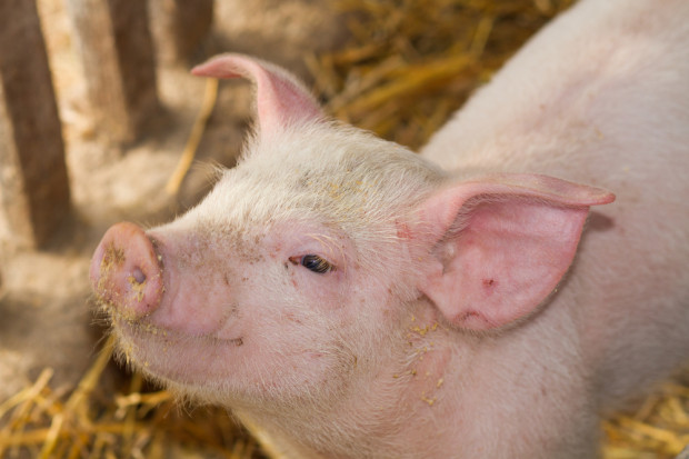 Fot. Shutterstock Francja: nadzwyczajne środki wsparcia dla hodowców