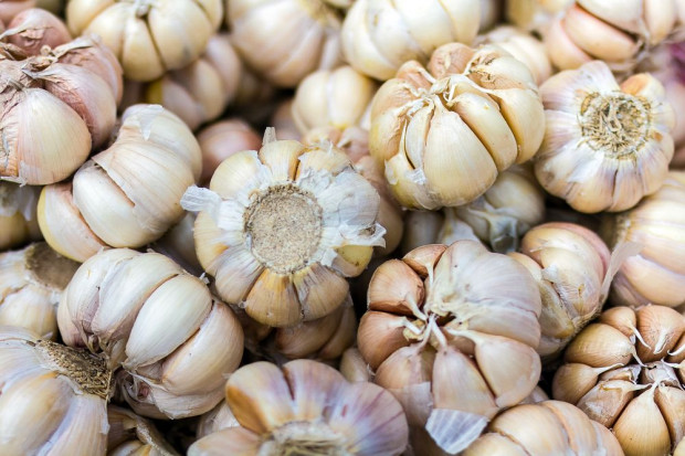 W gminach Słomniki i Radziemice powstaje stowarzyszenie producentów czosnku; fot. shutterstock.com Małopolskie: Powstaje stowarzyszenie producentów czosnku