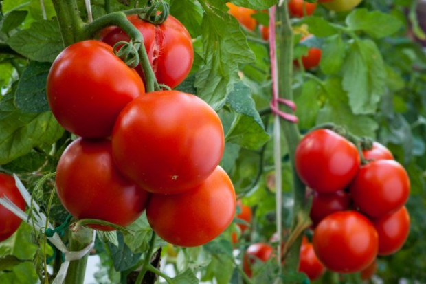 fot. shutterstock Geny dzikich odmian pomidorów pomogą w zwalczaniu szkodników?