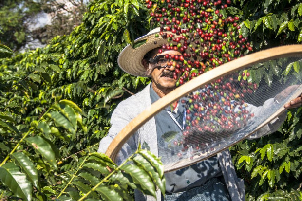 Brazylia jest największym na świecie dostawcą ziaren kawy; fot. shutterstock.com Nestlé i Jacobs kupują kawę z plantacji, które wykorzystują niewolników?