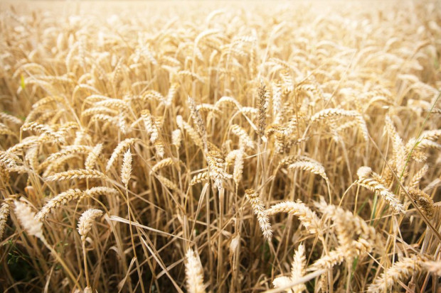 Zbiory zbóż w Rosji były większe niż szacowano. Fot. shutterstock Zbiory zbóż w Rosji były większe niż szacowano