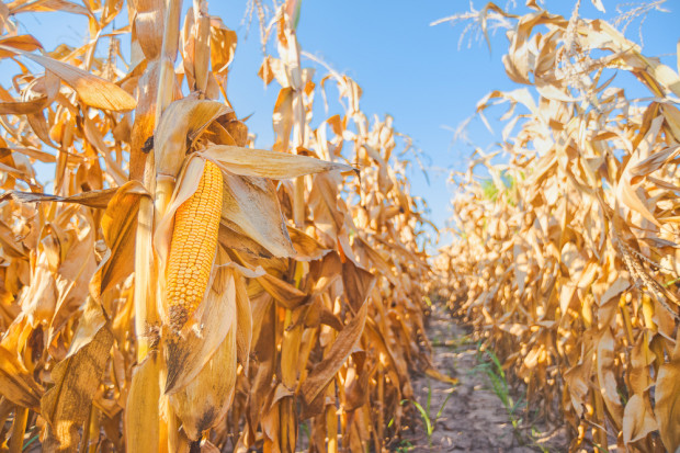 Fot. Shutterstock Zboża: spadają zbiory pszenicy, rosną kukurydzy