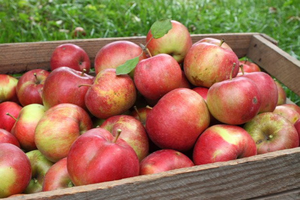 fot. shutterstock Rosja zniszczyła 700 ton polskich jabłek