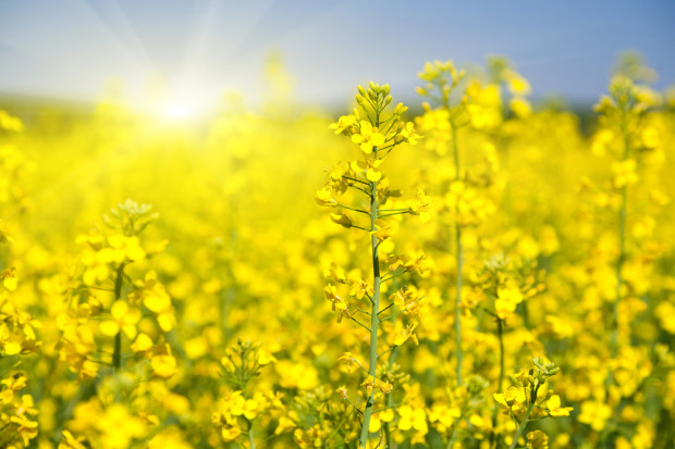 Fot. Shutterstock Znaczące wzrosty cen rzepaku