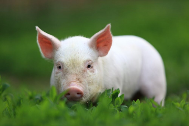 W 2015 r. wprowadzono oznaczania na etykietach mięsa o kraju pochodzenia; fot. shutterstock.com Regulacje o oznaczaniu mięsa krajem pochodzenia wpływają na wymianę handlową w UE