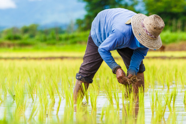 Fot. Shutterstock Zmiany klimatyczne niszczą uprawy ryżu w Azji