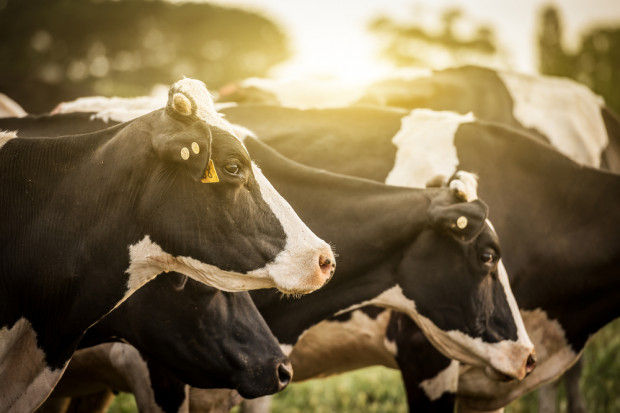 Fot. Shutterstock Chińczycy przejmą część największej farmy bydła na świecie