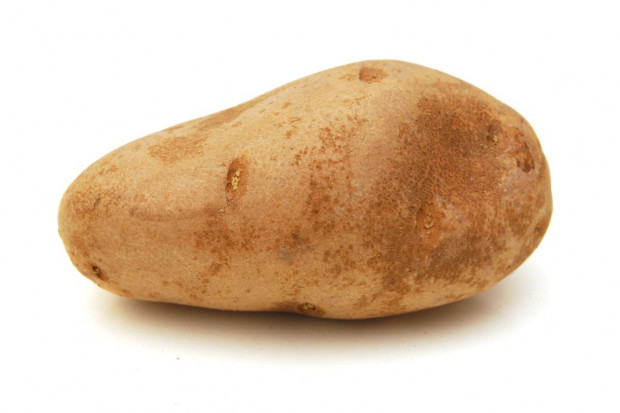 fot. shutterstock Wyhodowano największego ziemniaka na świecie - o wadze blisko 5,5 tony