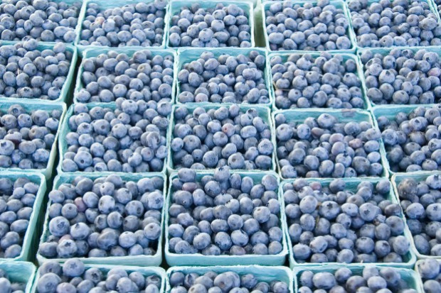 fot. shutterstock Polska trzecim producentem borówki na świecie