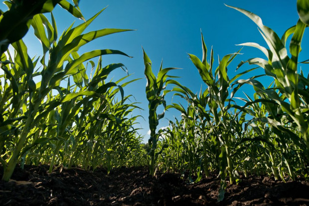 Fot. shutterstock Problemy z dopuszczeniem do uprawy soi i kukurydzy GMO