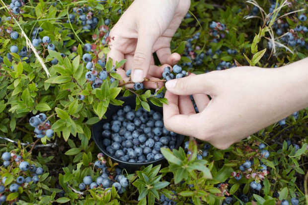 fot. shutterstock.com Brakuje Polaków chętnych do podjęcia pracy sezonowej w ogrodnictwie