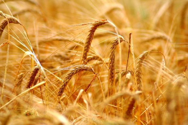 fot. shutterstock.com IERiGŻ: Tegoroczne zbiory zbóż wyniosą ok. 29-30 mln ton