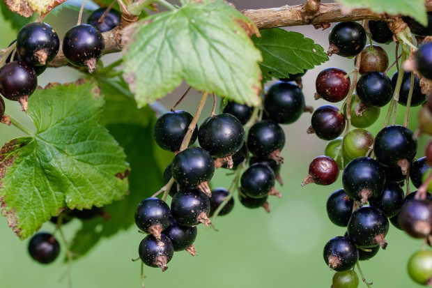 fot. pixabay.com Jest szansa na odbicie dla czarnej porzeczki