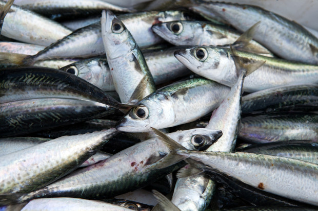 Fot. Shutterstock Polskie zakłady zwiększają produkcję ryb