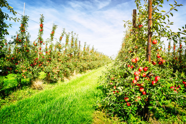 fot. shutterstock IERiGŻ: Zbiory owoców w tym sezonie będą wyższe niż rok temu