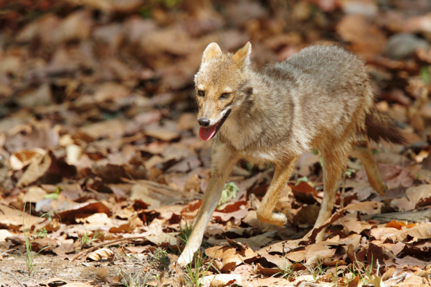 Fot. Shutterstock Węgry: Szakal złocisty dziesiątkuje zwierzęta dzikie i hodowlane