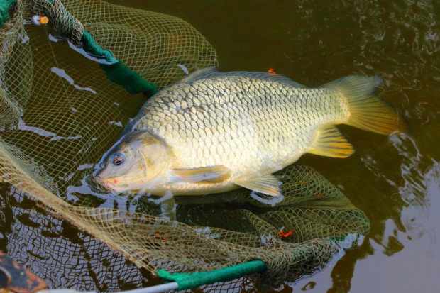 Fot. Shutterstock Ekspert: Karp pozostanie rybą sezonową