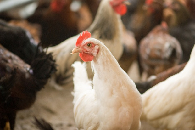 Fot. shutterstock BGŻ BNP Paribas: Sytuacja na rynku drobiu w Polsce
