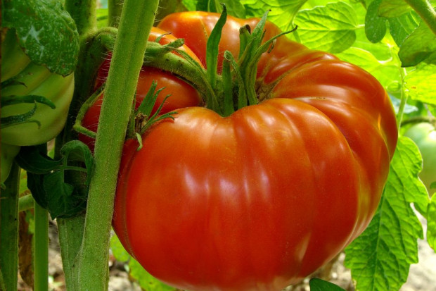fot. shutterstock Ogrodnik z Gorlic wyhodował gigantycznego pomidora - waży 1,4 kg