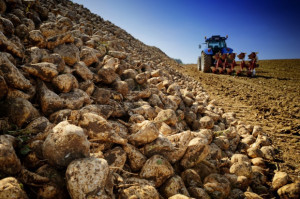 fot. shutterstock IERiGŻ: Na krajowym rynku cukru utrzymuje się wzrostowa tendencja cen