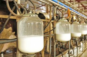 fot. shutterstock.com FrieslandCampina podwyższyła gwarantowaną cenę na skupowane mleko