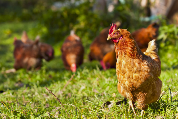 Fot. Shutterstock Chiny przedłużają cła antysubsydyjne wobec amerykańskiego drobiu