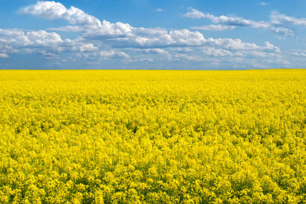 Fot. shutterstock Najniższe zbiory rzepaku w UE od 2012 r.
