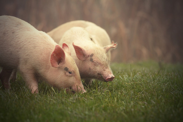 Fot. Shutterstock W Lubelskiem wykryto 19. w kraju ognisko ASF u świń