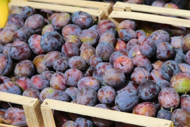 fot. shutterstock.com Rynek śliwek: Zwiększenie produkcji wpłynęło na spadki cen