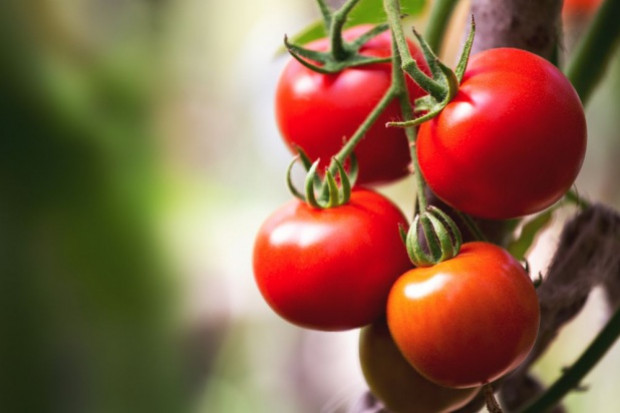 fot. shutterstock.com Pomidorowa inwestycja grupy Mularskich czeka na opinie prawników