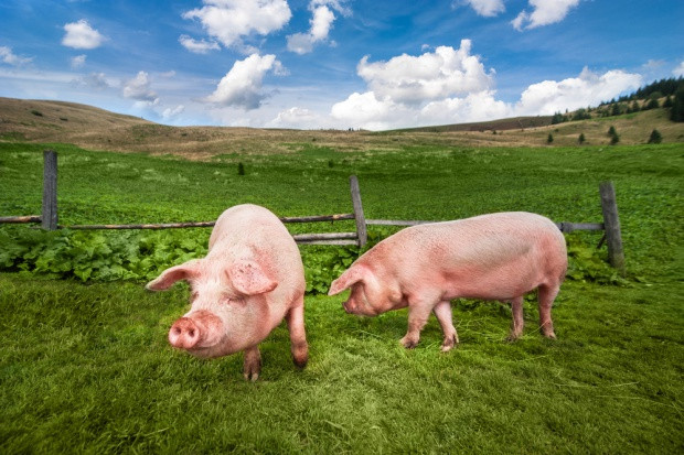 fot. shutterstock.com Rozpoczyna się skup trzody chlewnej z obszarów zagrożonych ASF