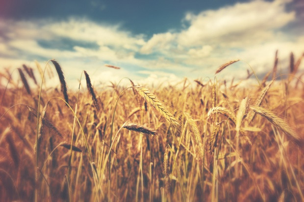 fot. Shutterstock Prognozy bilansu pszenicy