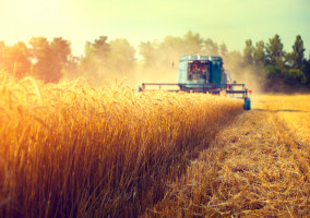 Fot. Shutterstock KE: Polskie rolnictwo świetnie sobie radzi na rynkach międzynarodowych