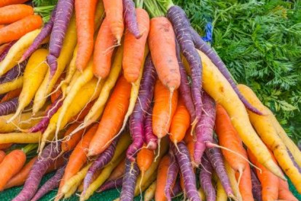 fot. shutterstock.com Innowacje wkraczają na plantacje marchwi