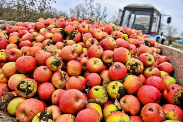 fot. shutterstock Ceny jabłek przemysłowych na Mazowszu sięgają 22 gr/kg