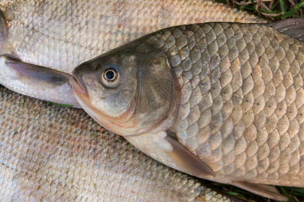 Fot. Shutterstock Rośnie liczba podmiotów z certyfikatem MSC