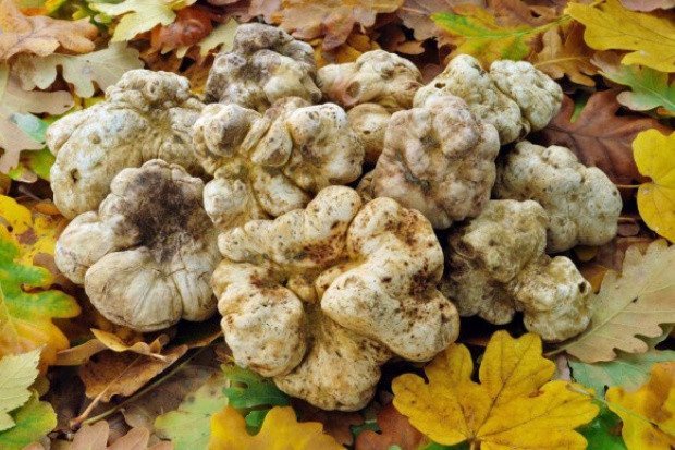 fot. shutterstock Polscy naukowcy wyhodowali na plantacjach trufle