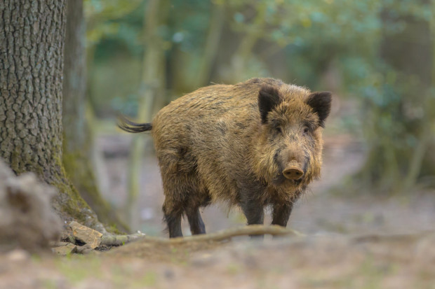 Fot. shutterstock Walka z ASF: Wojsko i służby szukają w lasach padłych dzików