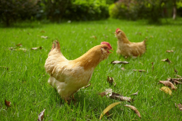 fot. shutterstock.com Niemcy: Ptasia grypa na kurzej fermie w powiecie Pomorze Przednie-Greifswald