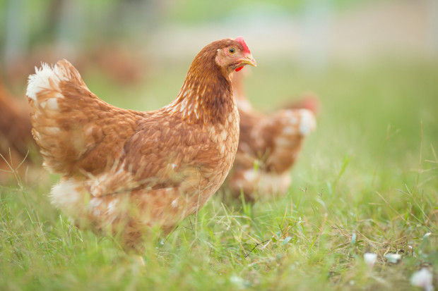 fot. shutterstock.com Niemcy: 30 tys. sztuk drobiu do wybicia w ramach walki z ptasią grypą
