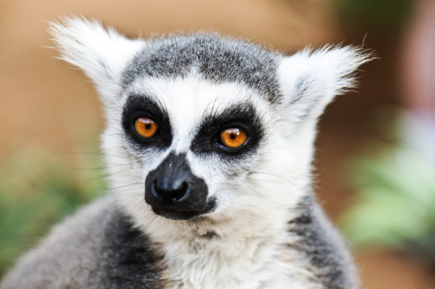 Fot. Shutterstock Hodowla kur i ryb pomoże ocalić lemura na Madagaskarze