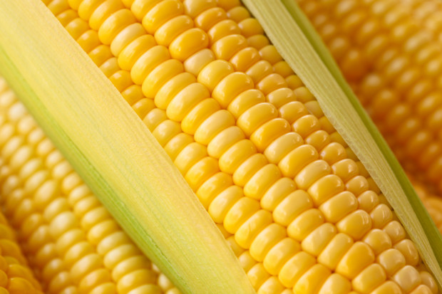 fot. shutterstock Spadające ceny kukurydzy zagrażają sytuacji producentów ziarna